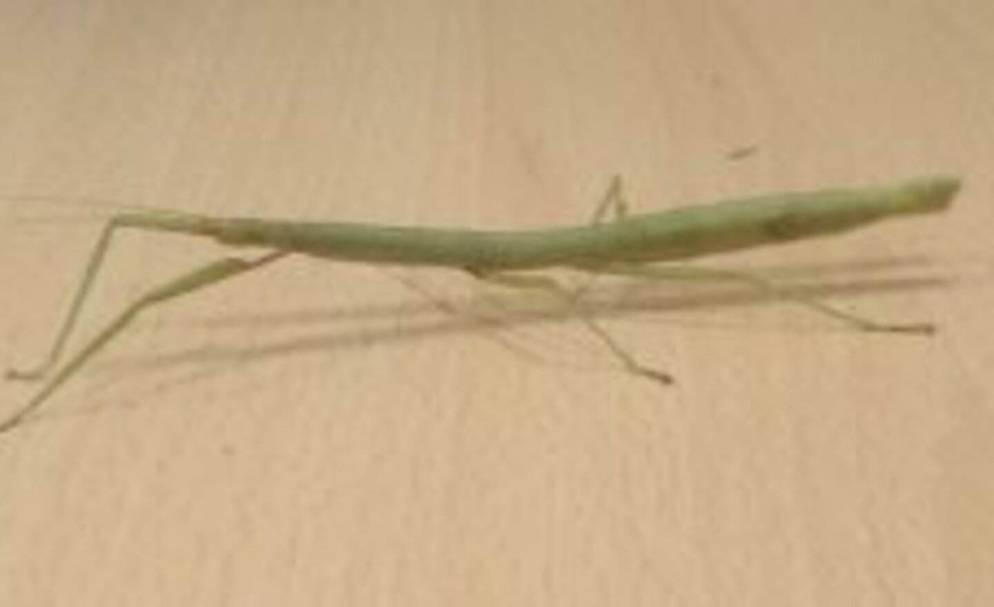 Image of Stick insects