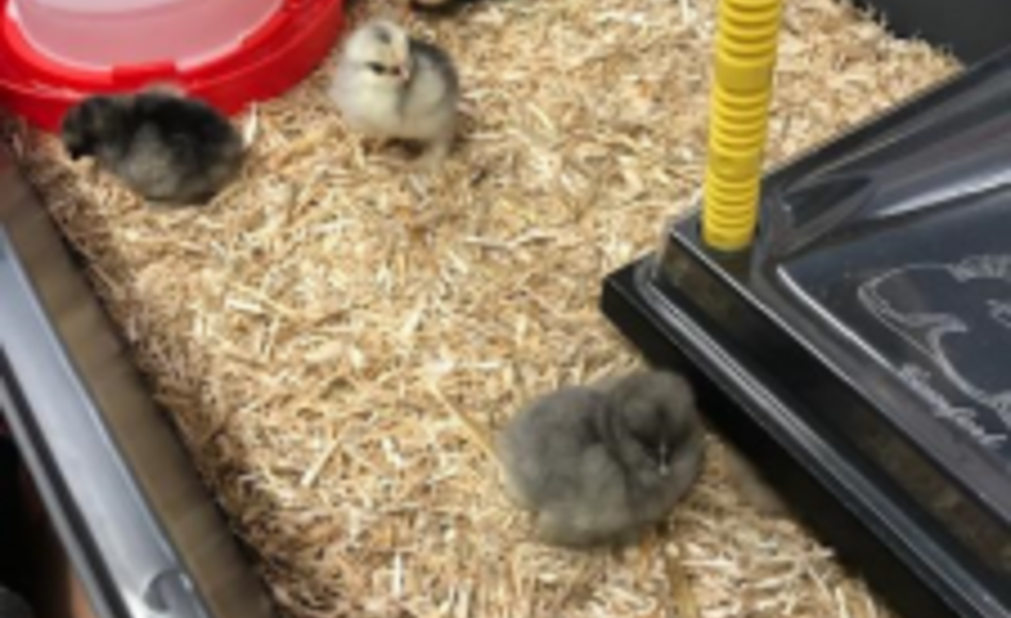 Image of We have chicks!