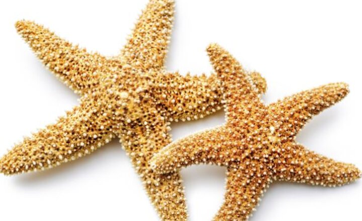 Image of Make a starfish difference